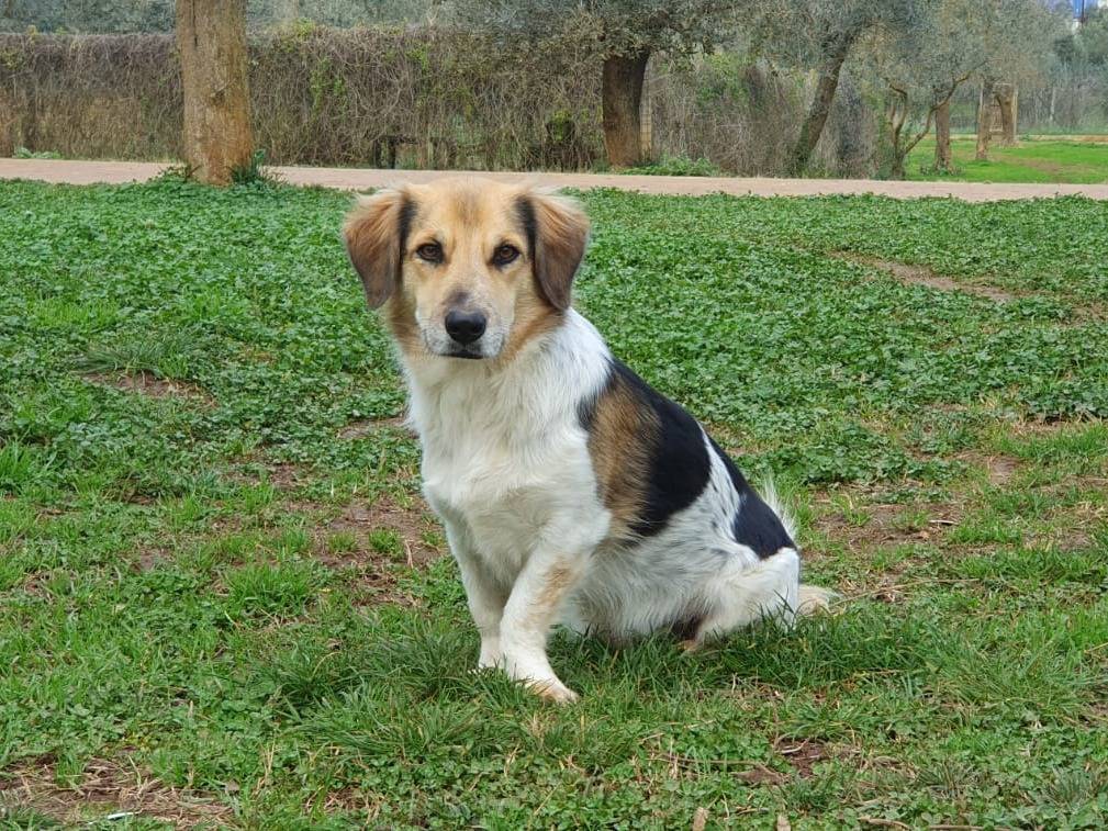 Adotta un cane, maschio, 5 anni  e 3 mesi , Roma