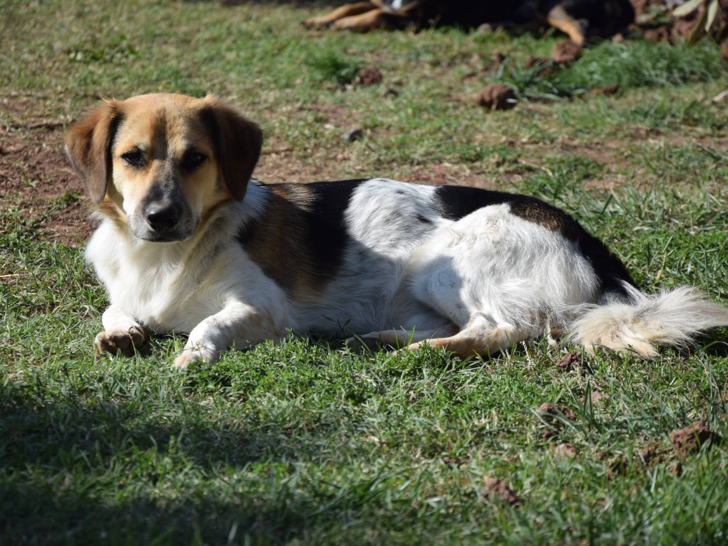 Adotta un cane, taglia media contenuta, maschio, Roma