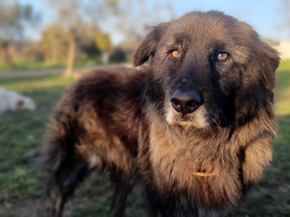 Foto dell'animale
