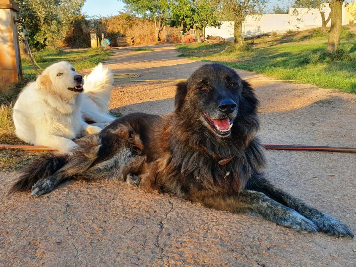 Adotta un cane, maschio, 15 anni  e 11 mesi , Roma