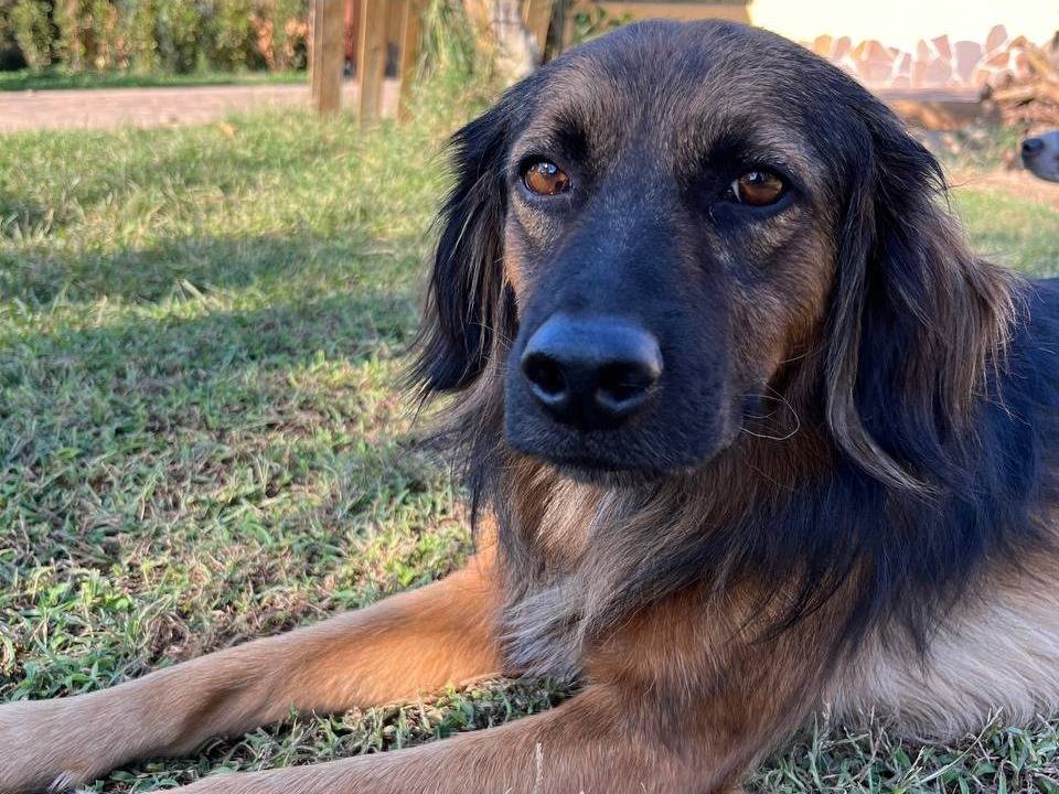 Foto dell'animale