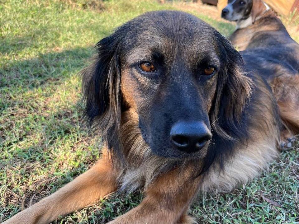 Adotta un cane, maschio, 6 anni , Roma