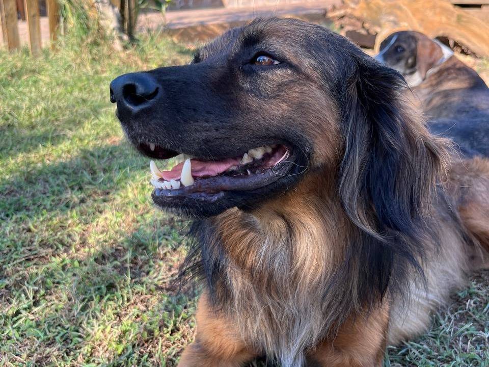 Adotta un cane, taglia media, maschio, Roma