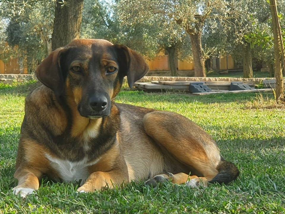 Adotta un cane, femmina, 5 anni , Roma