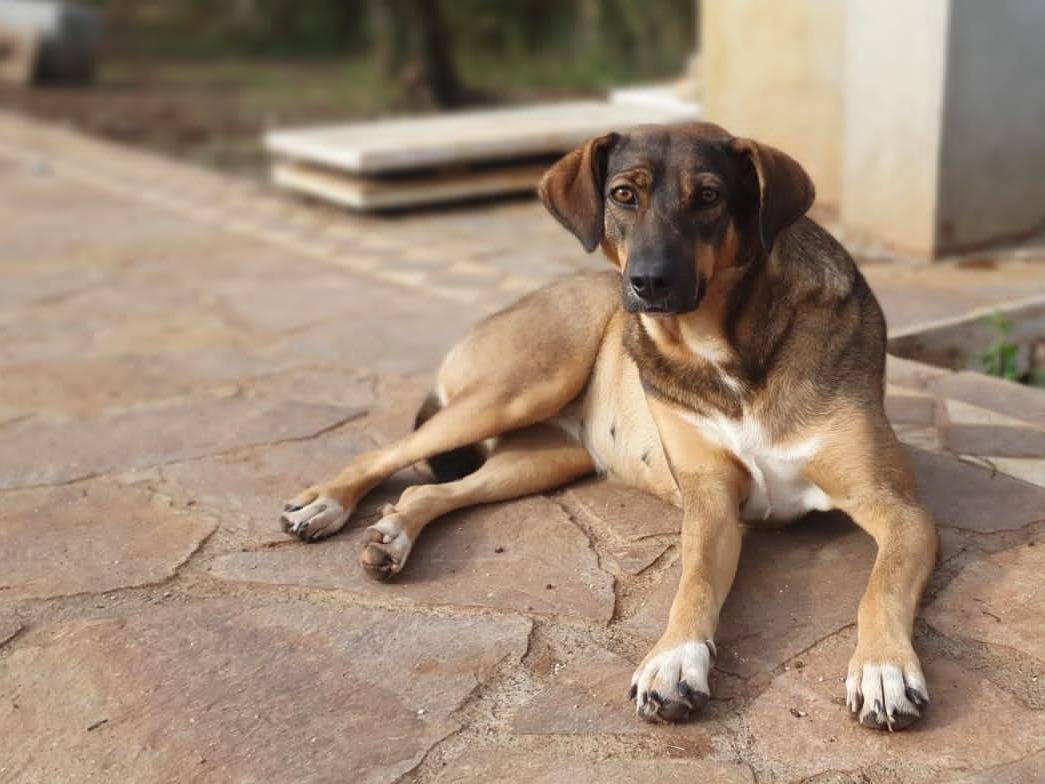 Adotta un cane, taglia media, femmina, Roma