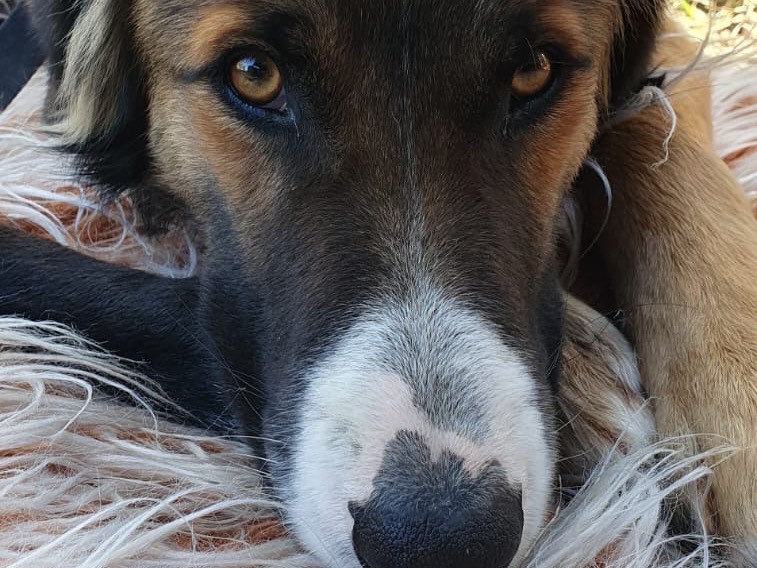 Foto dell'animale