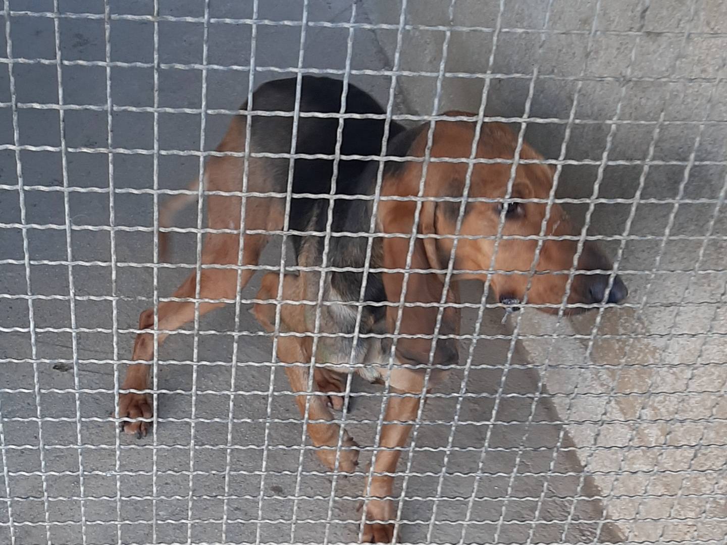 Adotta un cane, taglia media contenuta, maschio, Caserta