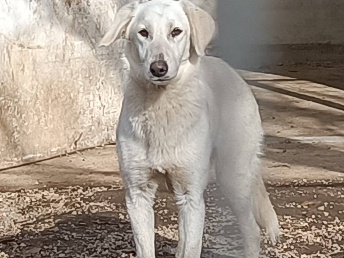 Foto dell'animale