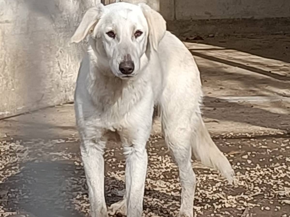 Adotta un cane, femmina, 2 anni  e 3 mesi , Caserta