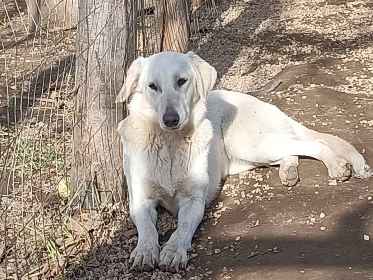 Adotta un cane, taglia media, femmina, Caserta