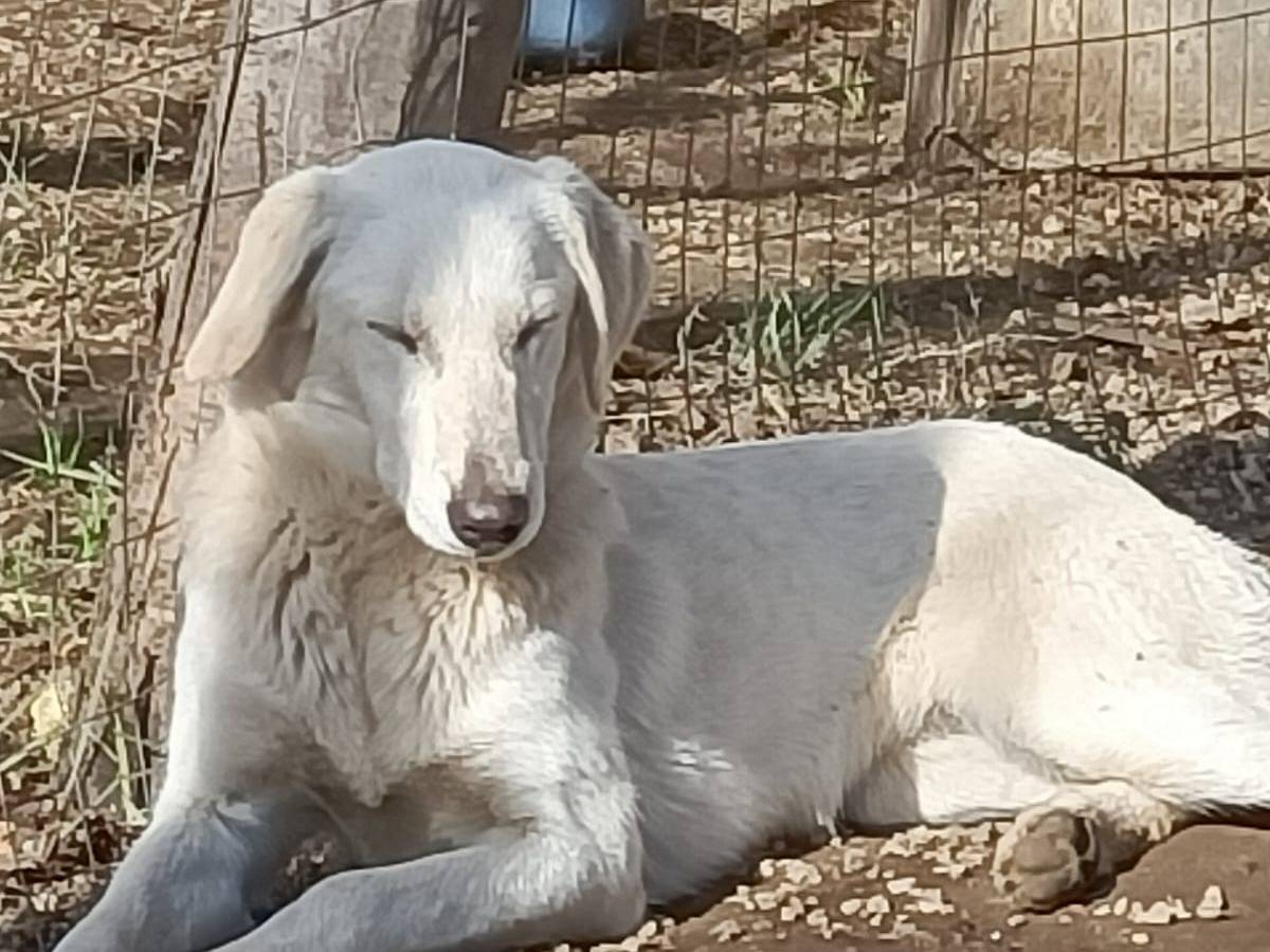 Vuoi adottare un cane a Caserta?