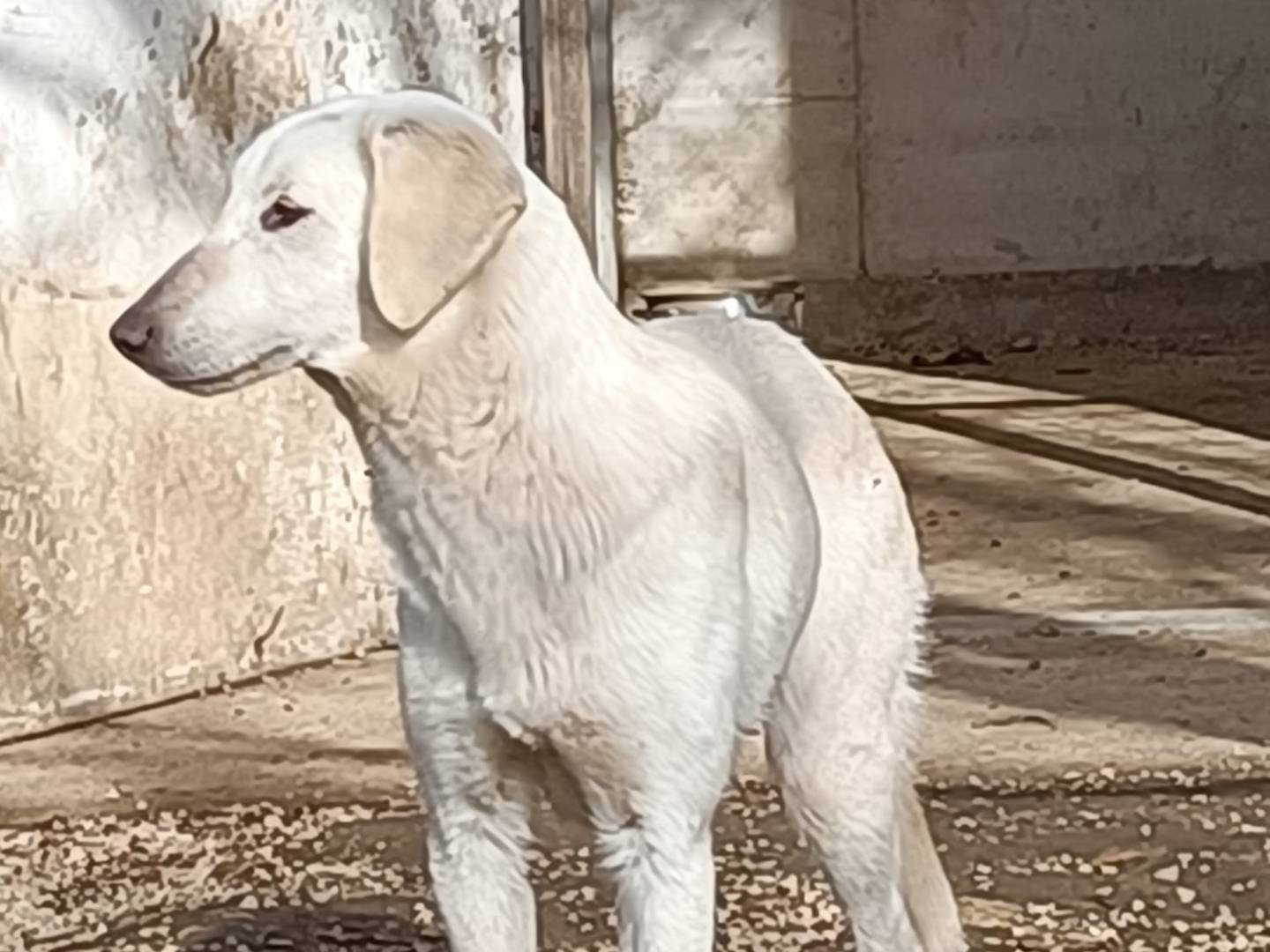 Adotta il cane Bell a Caserta