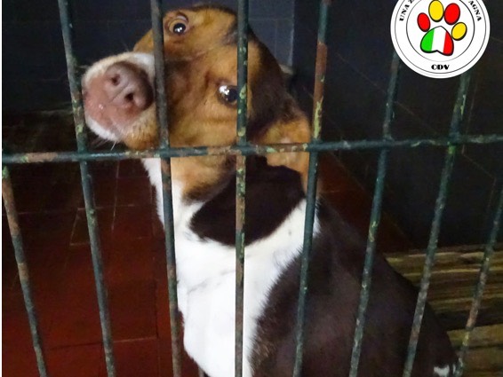 Adozione cane, maschio, meticcio, 3 anni e 8 mesi, taglia media contenuta, Como