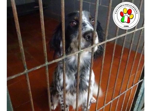 Adozione cane, maschio, Setter Inglese, 3 anni e 8 mesi, taglia media, Como