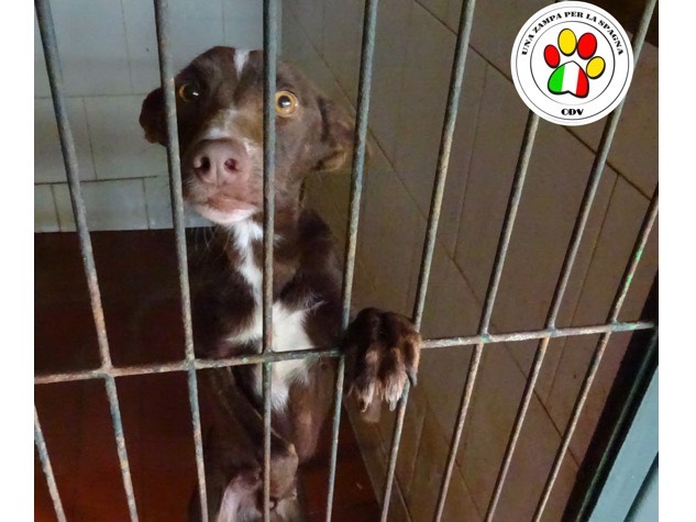 Adozione cane, maschio, meticcio, 4 anni e 8 mesi, taglia piccola, Como
