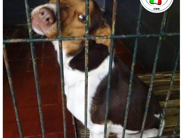 Adotta un cane, maschio, 3 anni e 8 mesi, Como