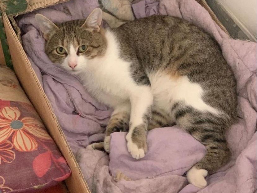Adotta un gatto, maschio, 2 anni  e 7 mesi , Teramo