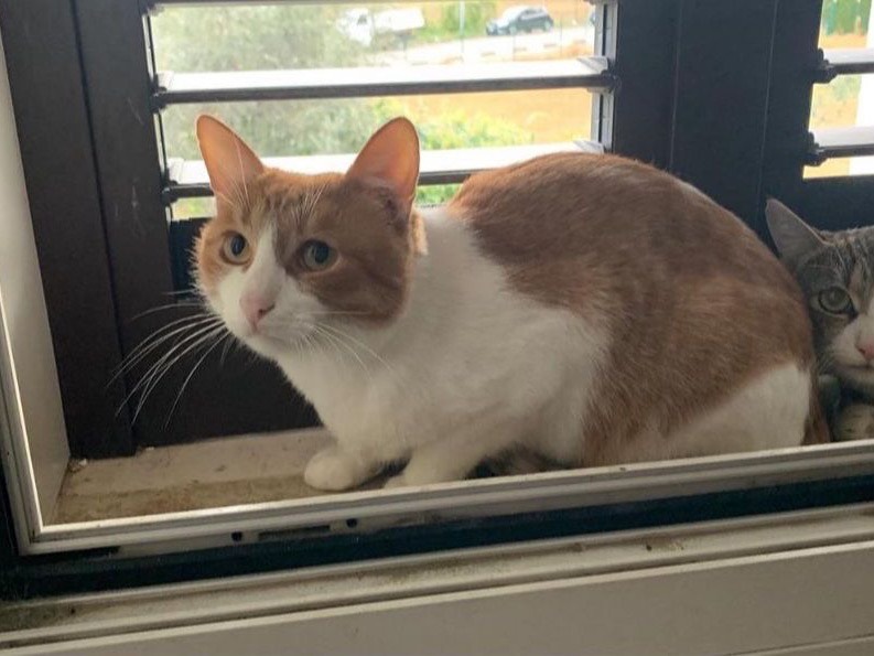 Adotta un gatto, taglia non valida, maschio, Teramo