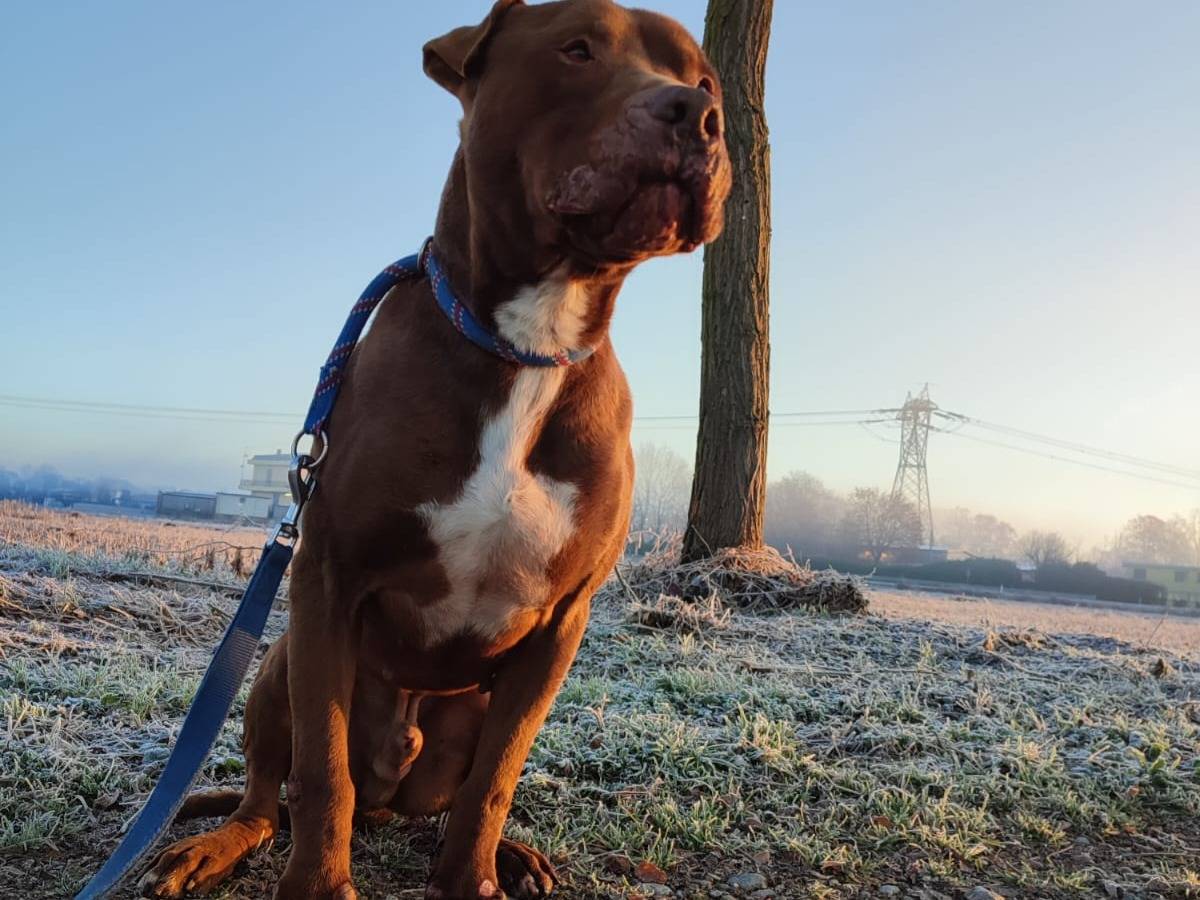 Adozione cane, maschio, Pitbull, 5 anni  e 10 mesi , taglia grande, Milano