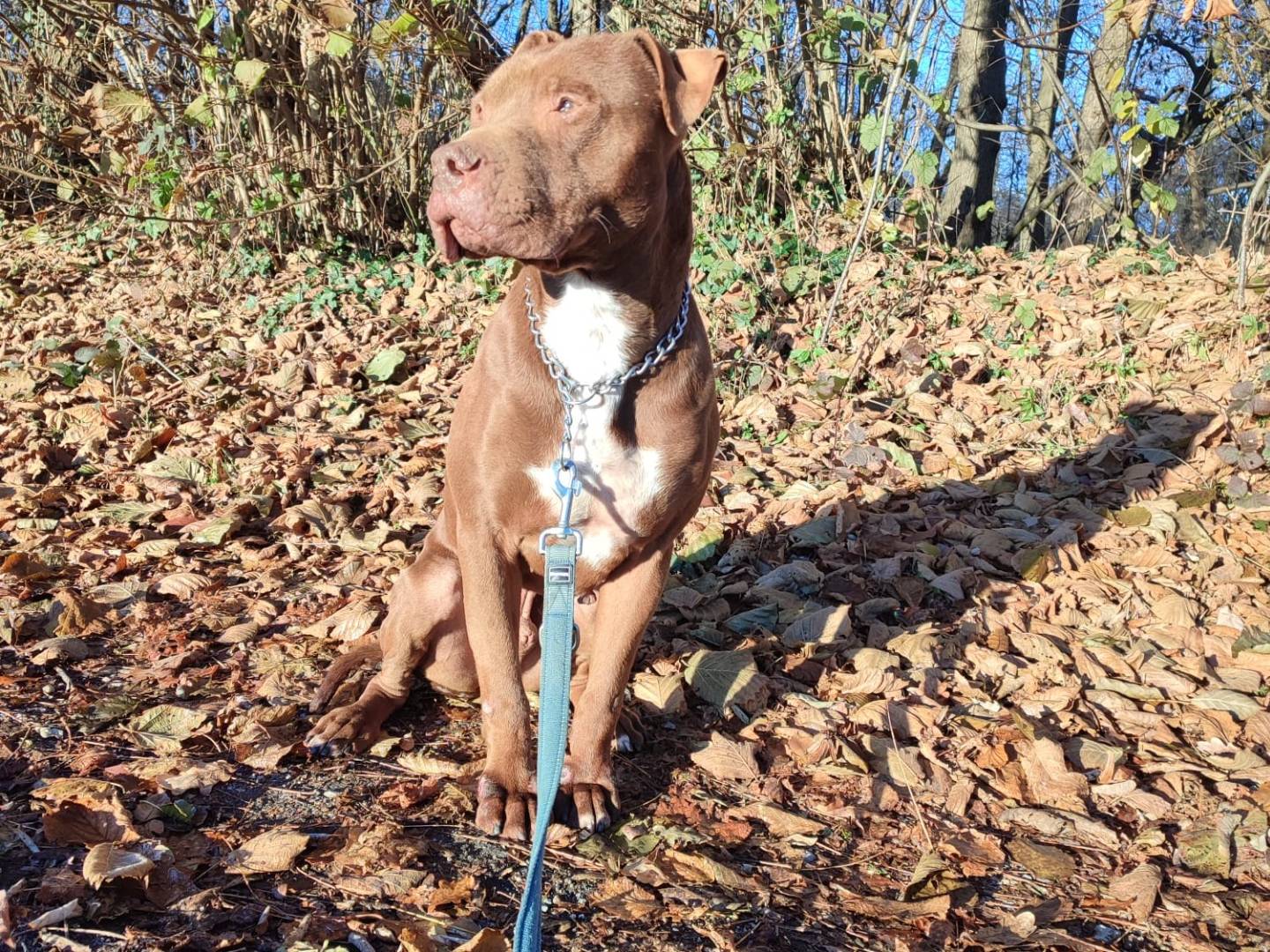 Adotta un cane, maschio, 5 anni  e 10 mesi , Milano