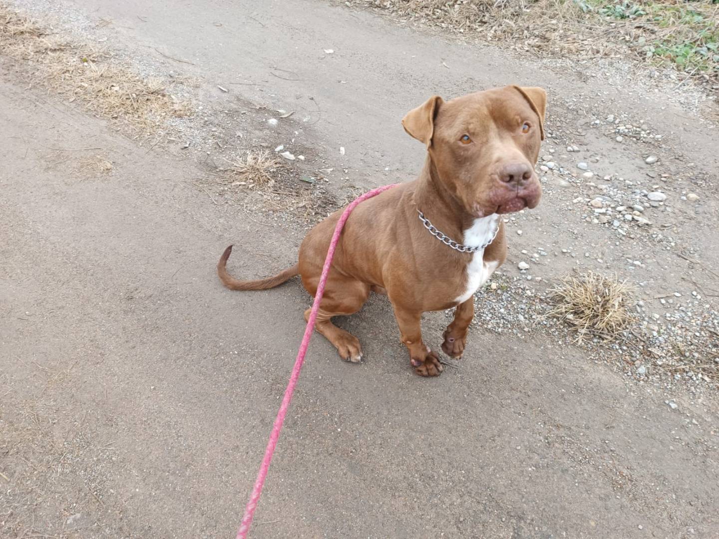 Adotta un cane, taglia grande, maschio, Milano