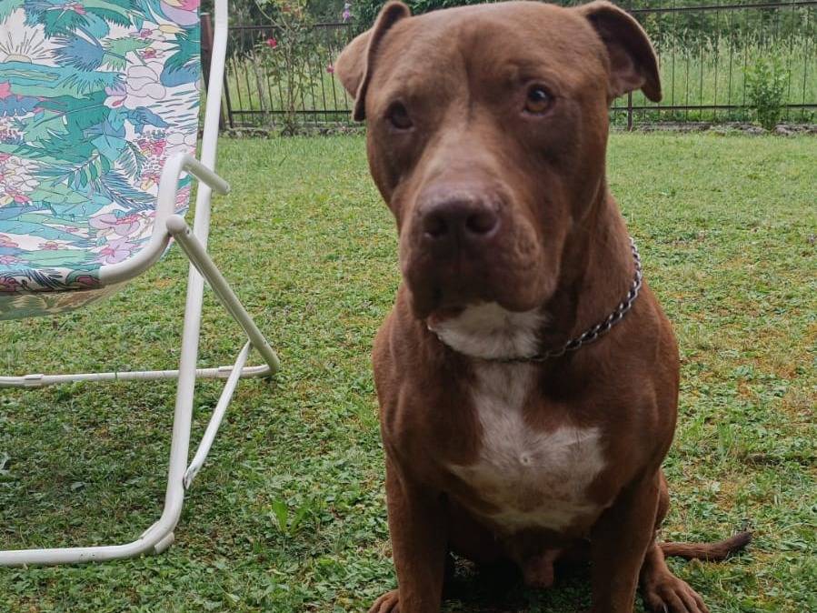 Vuoi adottare un cane a Milano?