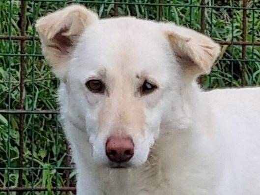 Adotta un cane, femmina, 5 anni  e 4 mesi , Genova