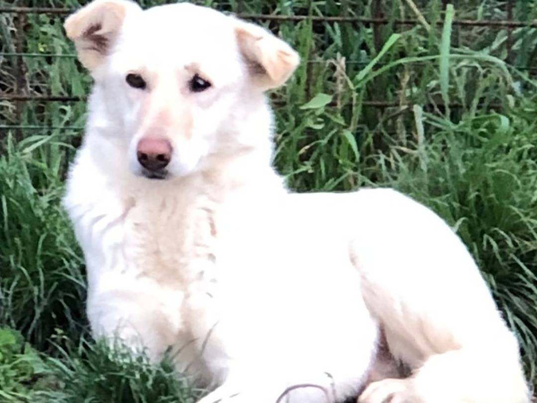 Vuoi adottare un cane a Genova?