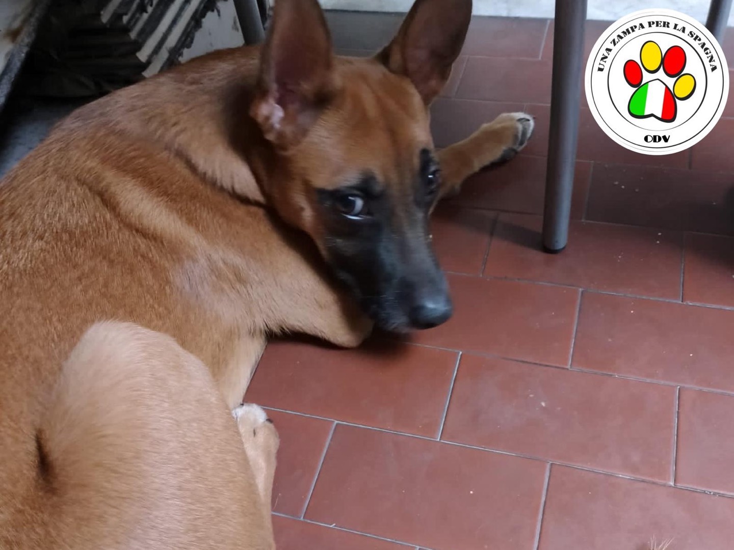 Adozione cane, femmina, Pastore Belga Malinois, 2 anni e 6 mesi, taglia media, Milano