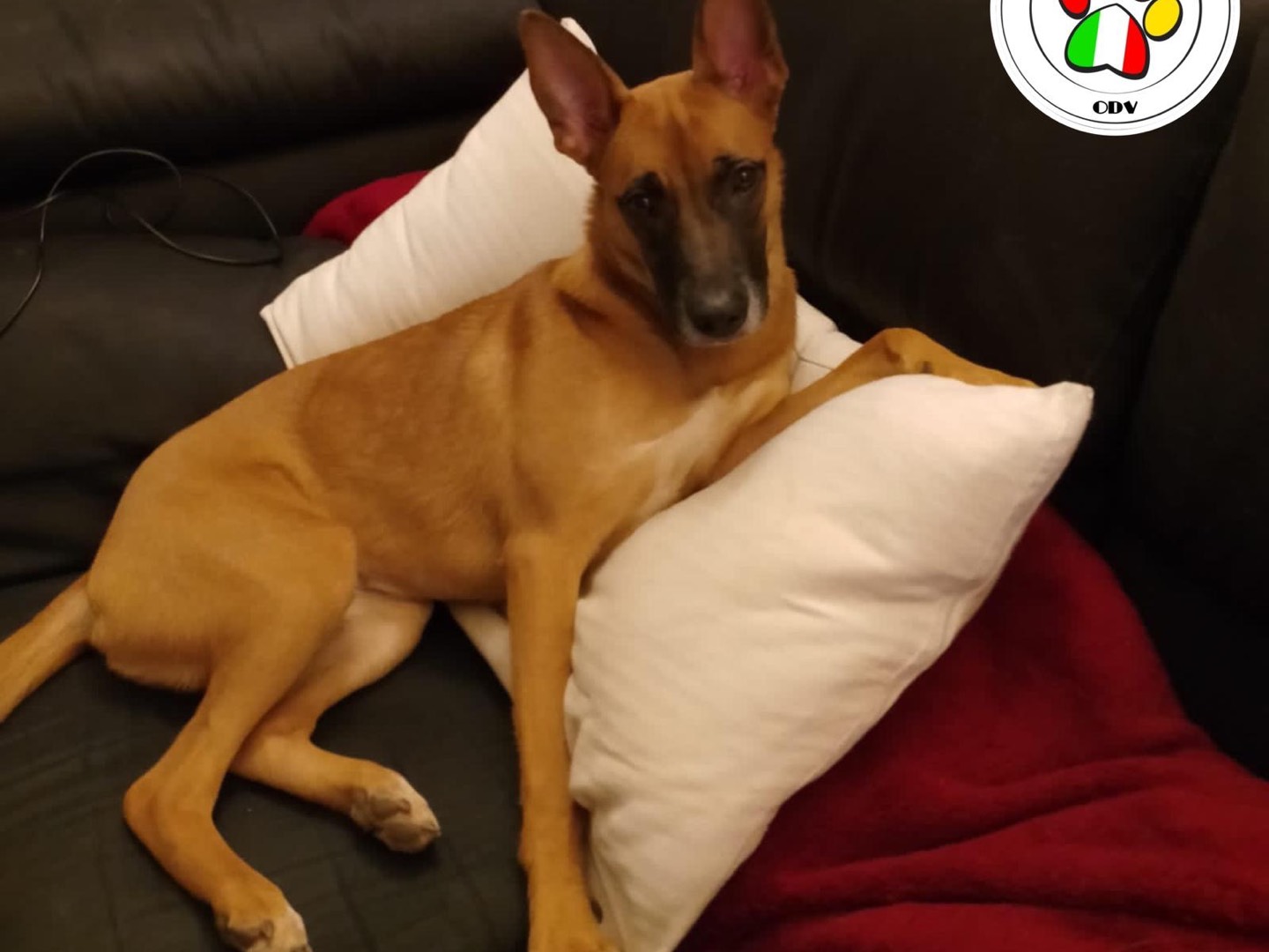 Adotta un cane, femmina, 2 anni e 6 mesi, Milano
