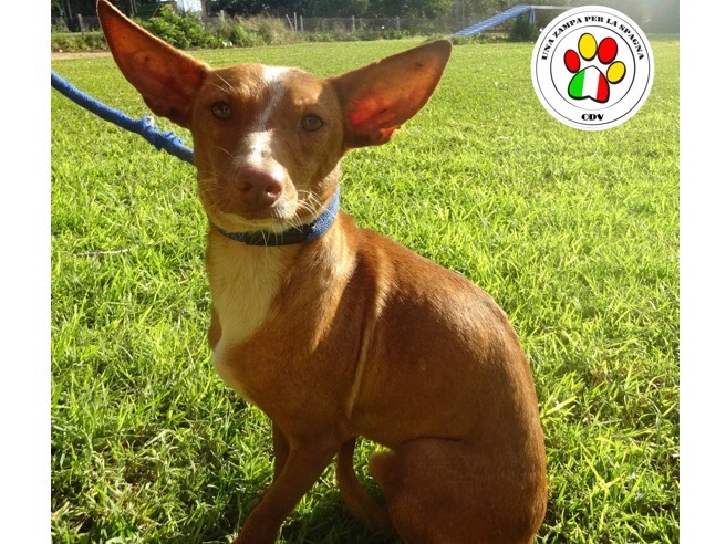 Adozione cane, maschio, meticcio, 4 anni e 8 mesi, taglia piccola, Como