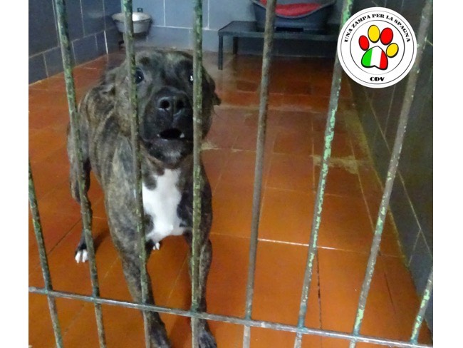 Adotta un cane, femmina, 3 anni e 8 mesi, Como