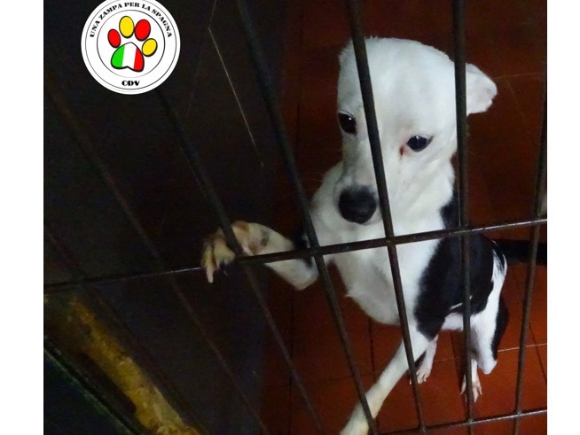 Adozione cane, maschio, meticcio, 2 anni e 8 mesi, taglia piccola, Como