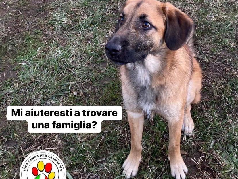 Adozione cane, maschio, meticcio, 3 anni e 8 mesi, taglia media contenuta, Como