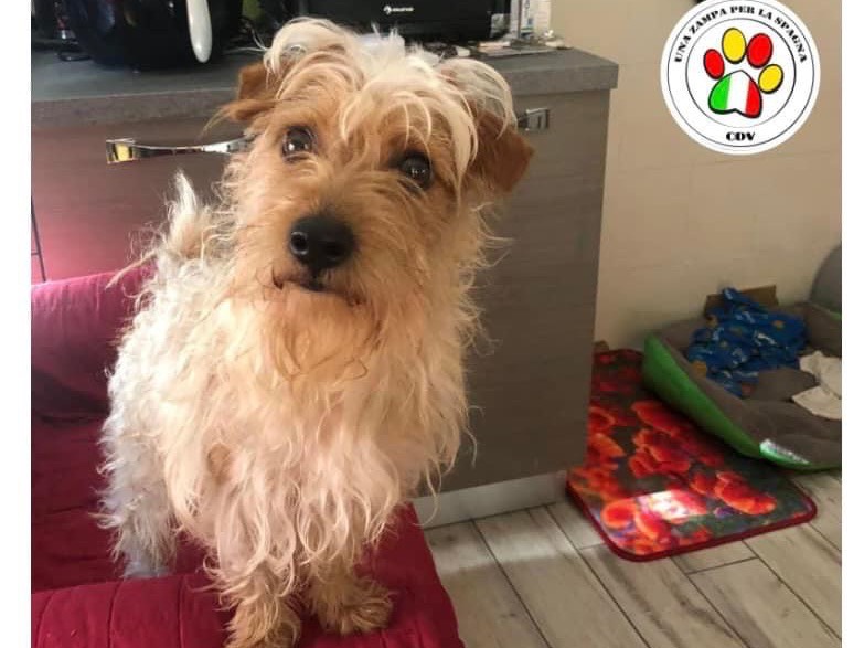 Adozione cane, maschio, Yorkshire Terrier, 3 anni e 8 mesi, taglia piccola, Como
