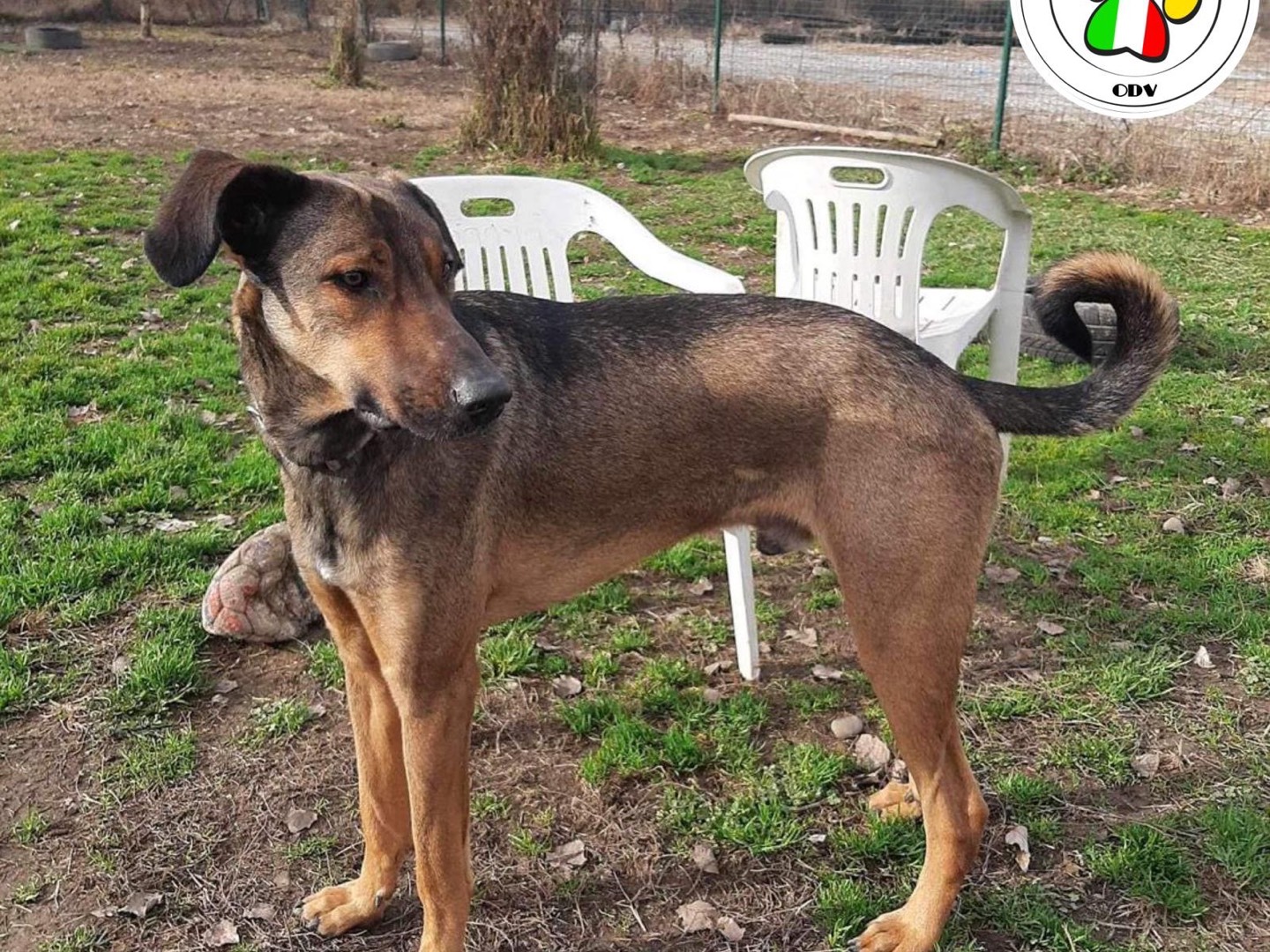 Adozione cane, maschio, meticcio, 2 anni e 8 mesi, taglia media contenuta, Milano