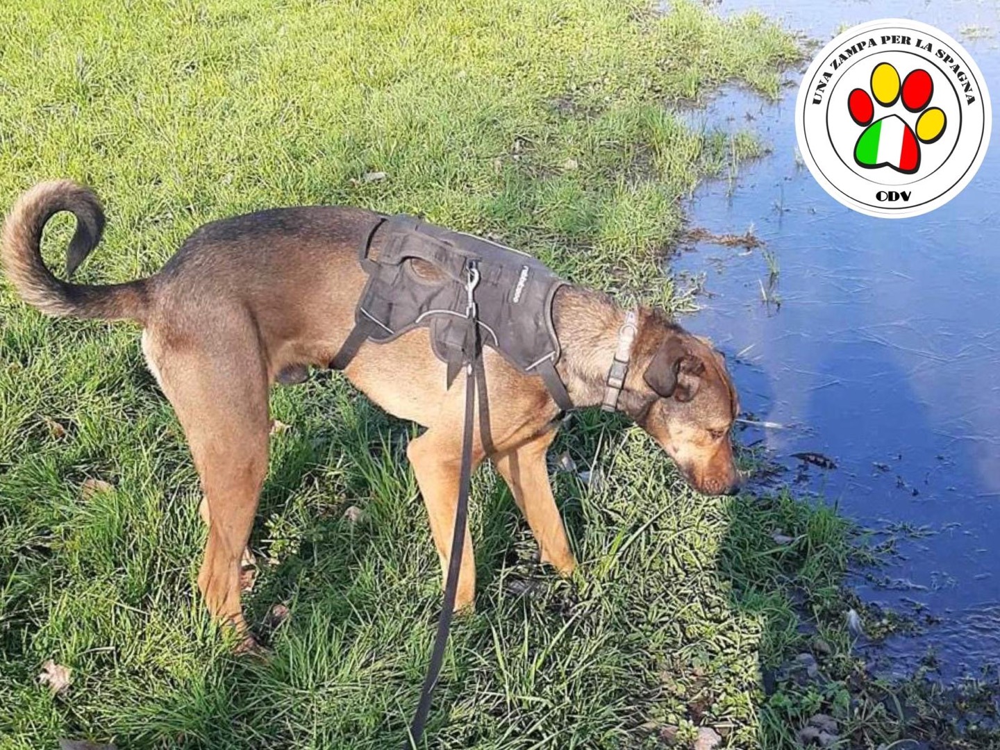 Adotta un cane, maschio, 2 anni e 8 mesi, Milano