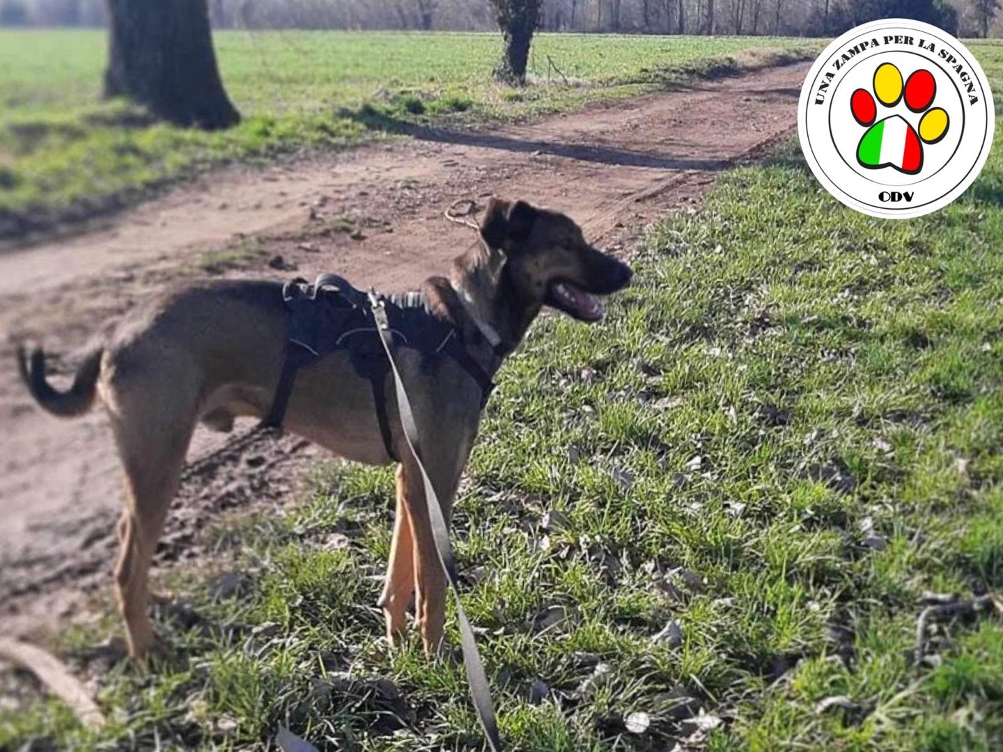 Adotta un cane, taglia media contenuta, maschio, Milano