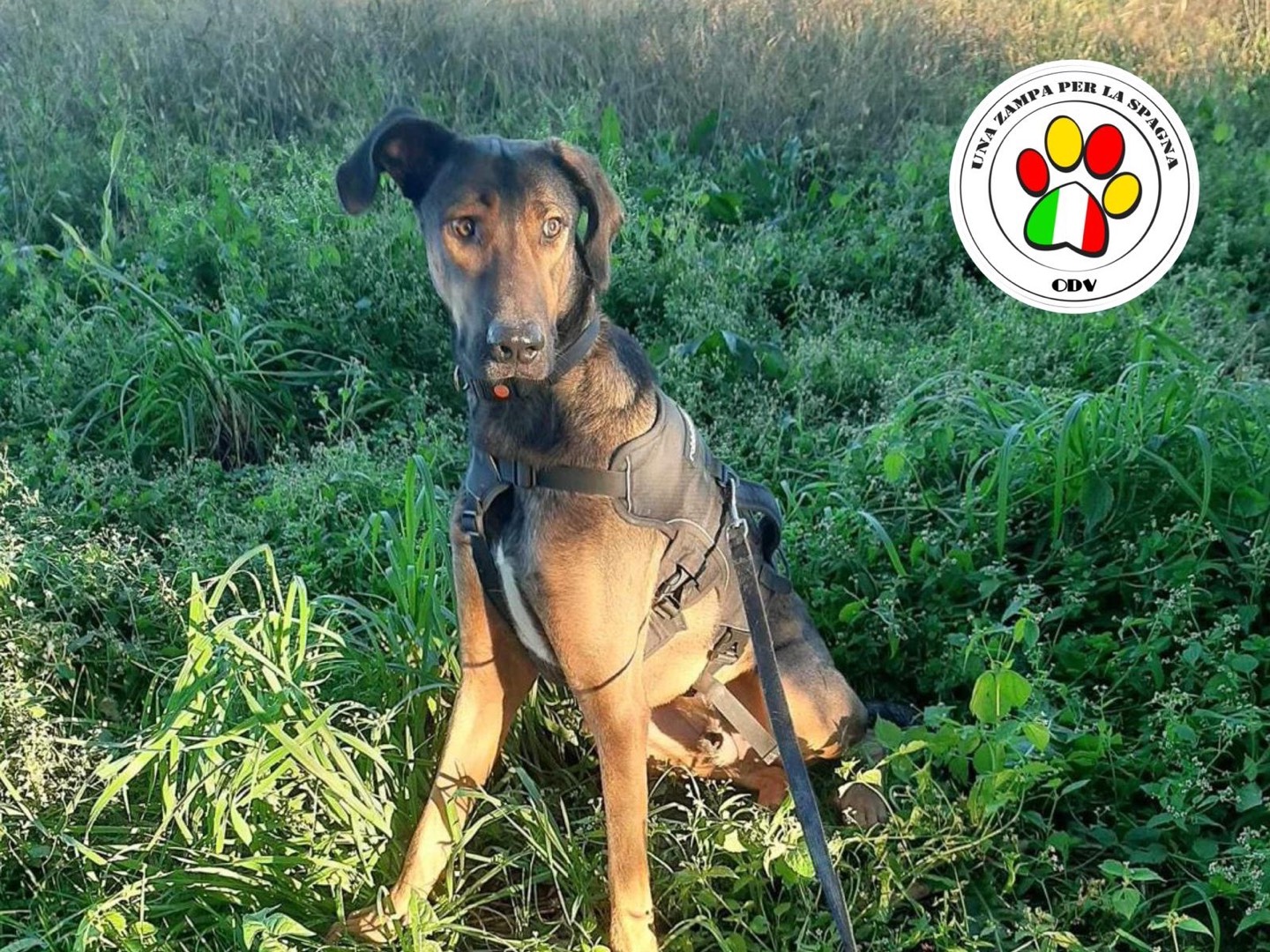 Vuoi adottare un cane a Milano?