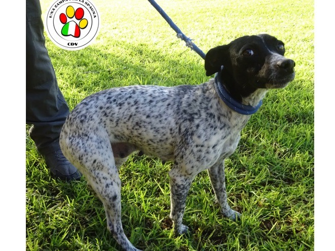 Adozione cane, femmina, meticcio, 3 anni e 8 mesi, taglia piccola, Como