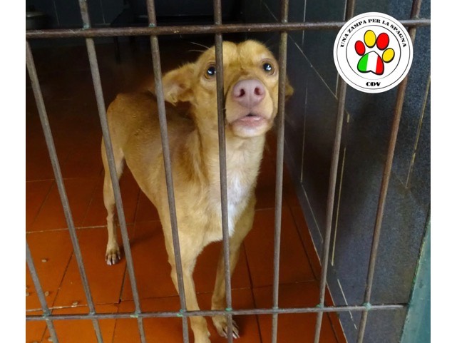Adozione cane, maschio, meticcio, 4 anni e 8 mesi, taglia piccola, Como