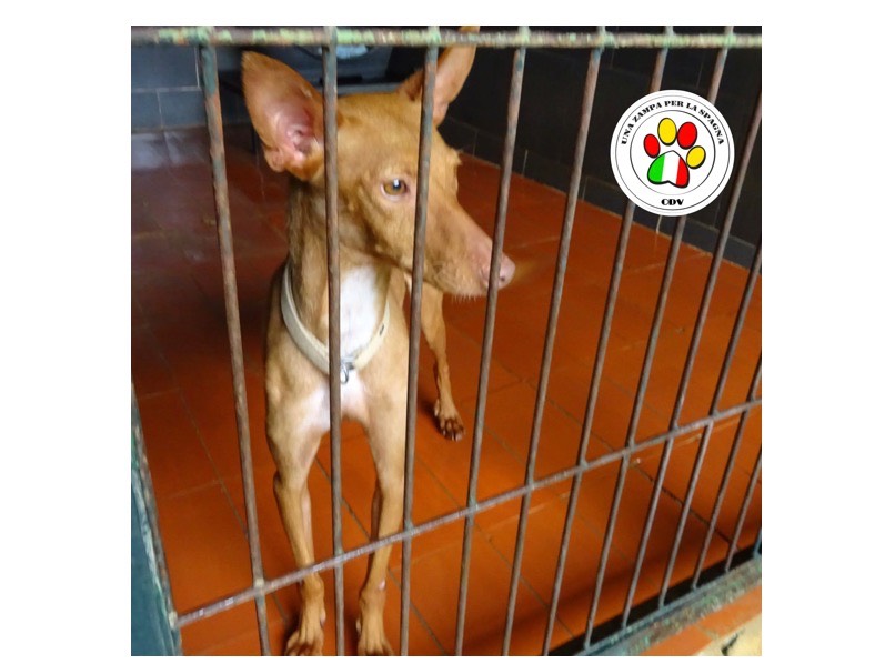 Adozione cane, maschio, meticcio, 2 anni e 8 mesi, taglia piccola, Como