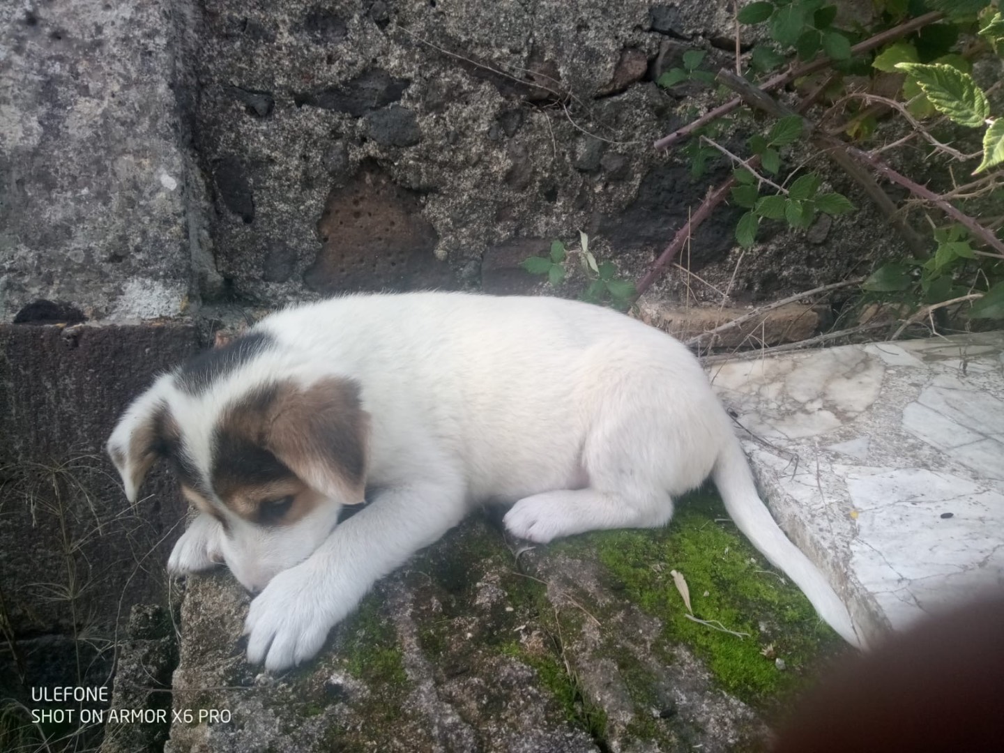 Vuoi adottare un cane a Torino?