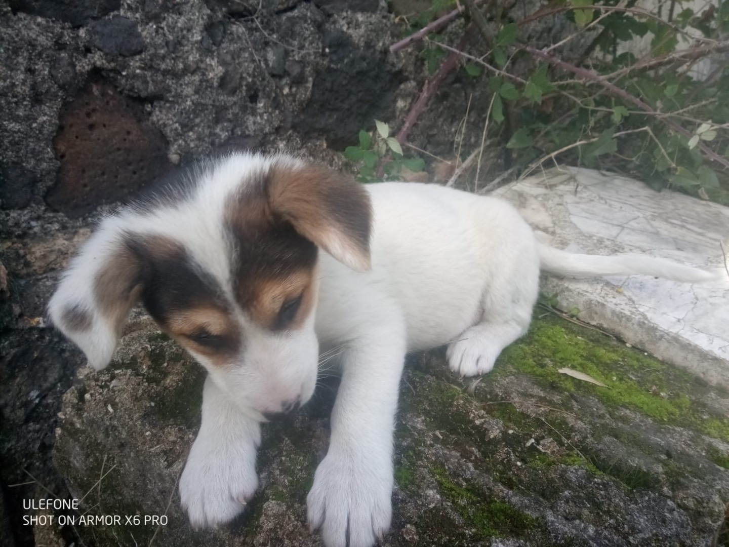 Foto dell'animale