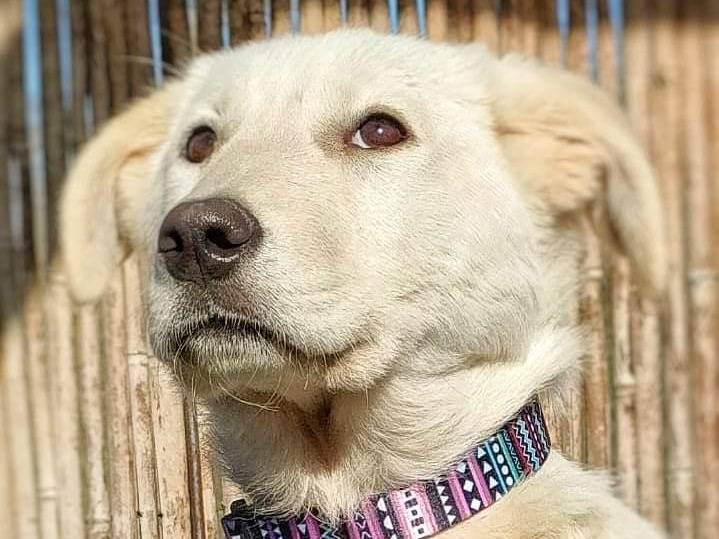 Adotta un cane, taglia media, femmina, Parma