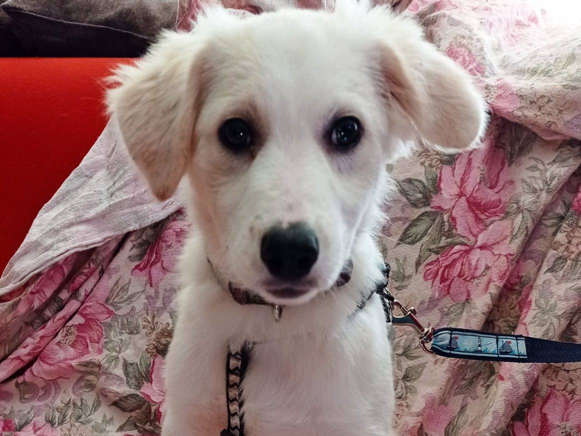 Adozione cane, femmina, meticcio, 2 anni e 6 mesi, taglia media contenuta, Cosenza