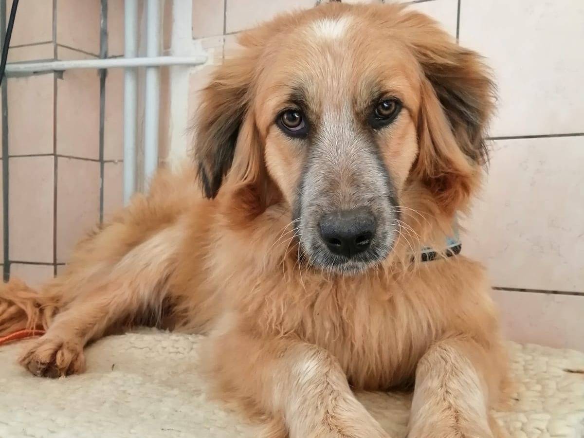Adozione cane, femmina, meticcio, 2 anni e 9 mesi, taglia media, Cosenza