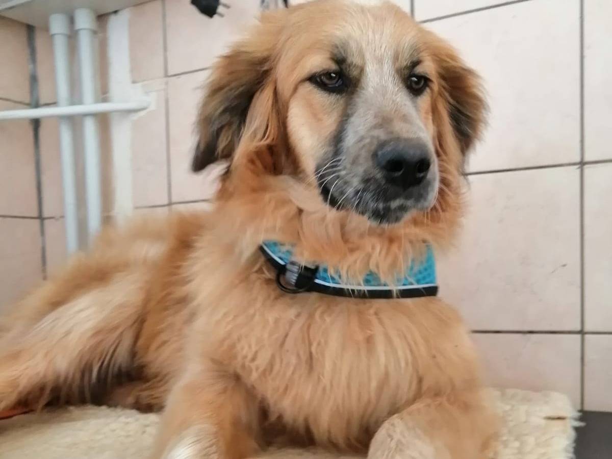 Adotta il cane THELMA a Cosenza