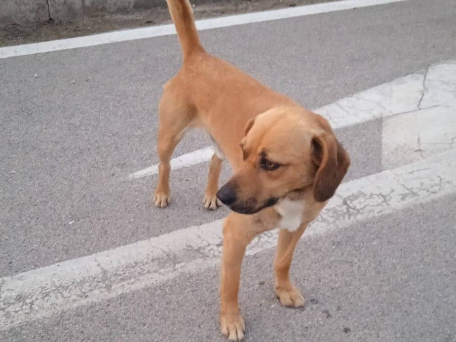 Adotta un cane, maschio, 2 anni  e 11 mesi , Caserta