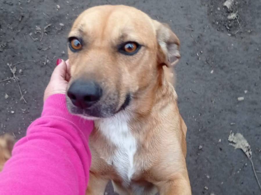 Adotta un cane, taglia media contenuta, maschio, Caserta
